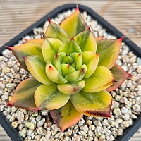 韓国多肉植物 Xplant - 韓国最大の多肉植物ウェブサイト