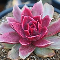 韓国多肉植物 Xplant - 韓国最大の多肉植物ウェブサイト