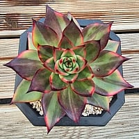 韓国多肉植物 Xplant - 韓国最大の多肉植物ウェブサイト