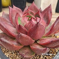 韓国多肉植物 Xplant - 韓国最大の多肉植物ウェブサイト