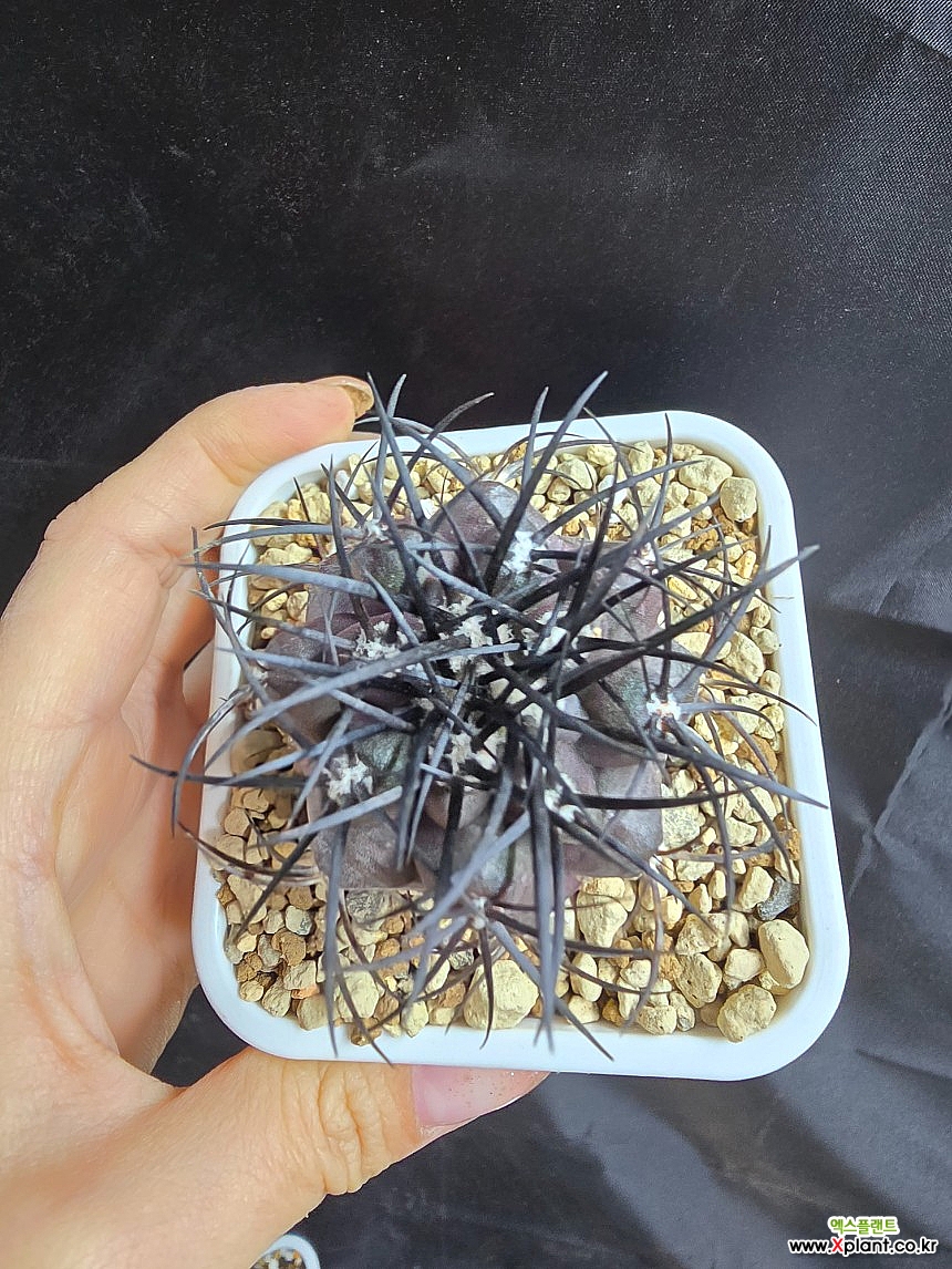 Copiapoa griseoviolacea Cactus - Xplant