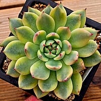 韓国多肉植物 Xplant - 韓国最大の多肉植物ウェブサイト