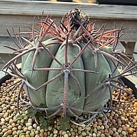 韓国多肉植物 Xplant - 韓国最大の多肉植物ウェブサイト