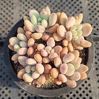 韓国多肉植物 Xplant - 韓国最大の多肉植物ウェブサイト