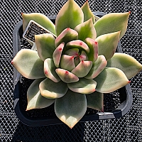 韓国多肉植物 Xplant - 韓国最大の多肉植物ウェブサイト