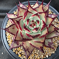 韓国多肉植物 Xplant - 韓国最大の多肉植物ウェブサイト