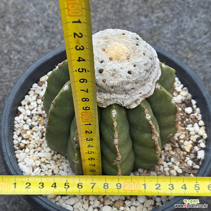 무자막소니大品仙人掌- Xplant