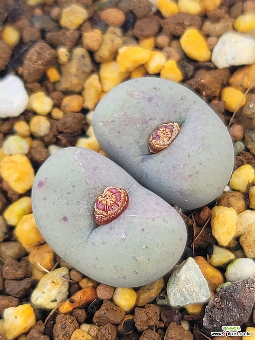 Conophytum stevens-jonesianum 123124 Conophytum - Xplant