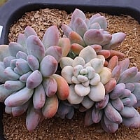 韓国多肉植物 Xplant - 韓国最大の多肉植物ウェブサイト