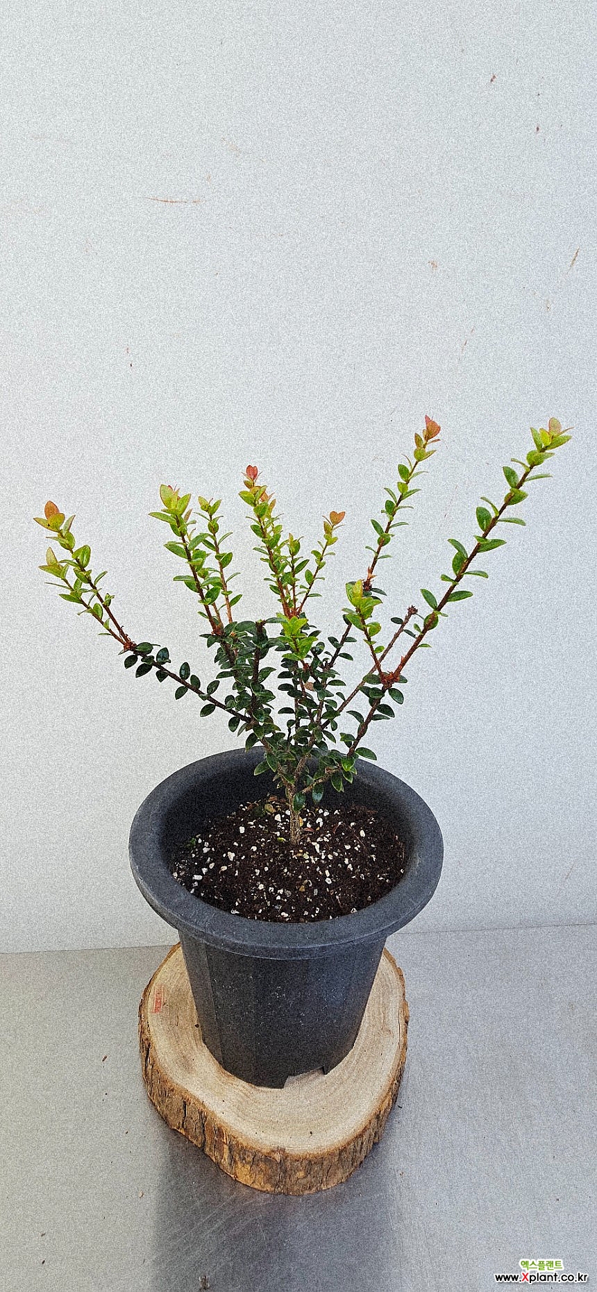 Agapetes lacei Craib var. lacei 45 30 air purifying plants - Xplant