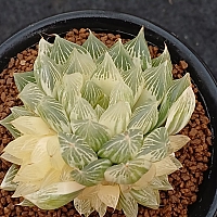 onslow 大 (韓国苗) onslow 大 (韓国苗) 【公式通販】