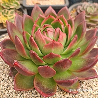 韓国多肉植物 Xplant - 韓国最大の多肉植物ウェブサイト