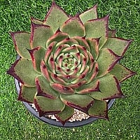 韓国多肉植物 Xplant - 韓国最大の多肉植物ウェブサイト