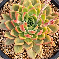 韓国多肉植物 Xplant - 韓国最大の多肉植物ウェブサイト