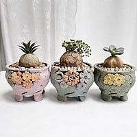 韓国多肉植物 Xplant - 韓国最大の多肉植物ウェブサイト