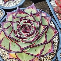 韓国多肉植物 Xplant - 韓国最大の多肉植物ウェブサイト