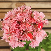 Vectis Geranium Geranium pelargonium Vectis Volcano (5) Herbaceous flowers - Xplant