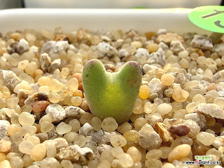 Conophytum bilobum C. bilobum ssp.nova EA272 Rietkloof-1