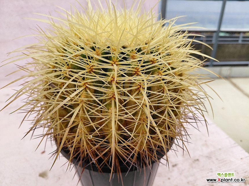 Echinocactus grusonii hildm Cactus - Xplant