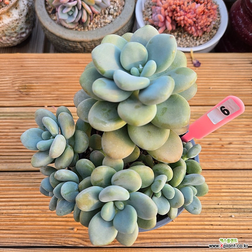 수려한(자연)0509 Succulents - Xplant