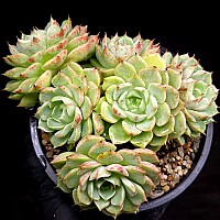 Echeveria Ben Badis 17-155 Succulents - Xplant
