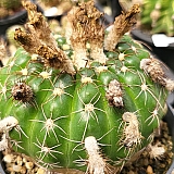 작약환 306-7176