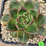 레오파드금 56