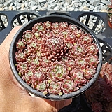 피토니 (sempervivum x pittonii) 바위솔 05-003