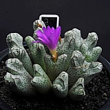 7357-C.ectipumssp.sulcatum설카튬 7357-C.ectipum ssp. sulcatum