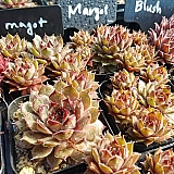 마고우 (sempervivum margot) 바위솔 005-01