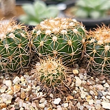 작약환 306-7188