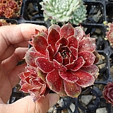 블러디 메리 (sempervivum bloody mary) 바위솔 05-011
