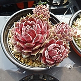 오하이오 버건디 (semperivuvm ohio burgandy) 바위솔 05-003