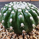 실생 단자작약환 8321