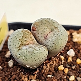 Conophytum stevens-jonesianum -A071 Conophytum - Xplant