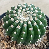 단자작약환0667