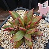 레오파드금 2752