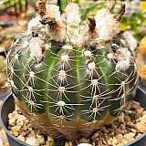 작약환 306-7175