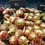 알리 (sempervivum arachnoideum ali) 바위솔 005-01