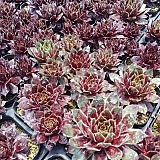 베벨스텀 (sempervivum wirbelsturm) 바위솔 005-01