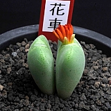 7357-C.ectipumssp.sulcatum설카튬 7357-C.ectipum ssp. sulcatum