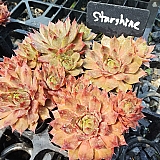 스타샤인 (sempervivum starshine) 바위솔 005-01