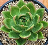 韓国多肉植物 Xplant - 韓国最大の多肉植物ウェブサイト