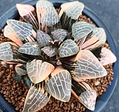 チェアマン　韓国苗 韓国多肉植物 Xplant - 韓国最大の多肉植物ウェブサイト