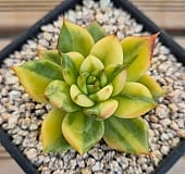 onslow 大 (韓国苗) 韓国多肉植物 Xplant - 韓国最大の多肉植物ウェブサイト