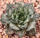 韓国多肉植物 Xplant - 韓国最大の多肉植物ウェブサイト