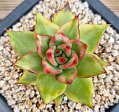 韓国多肉植物 Xplant - 韓国最大の多肉植物ウェブサイト