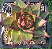 onslow 大 (韓国苗) 韓国多肉植物 Xplant - 韓国最大の多肉植物ウェブサイト