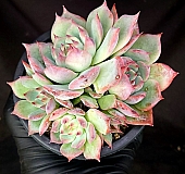 onslow 大 (韓国苗) onslow 大 (韓国苗) onslow 大 (韓国苗) 【公式通販】