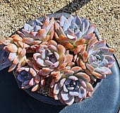 onslow 大 (韓国苗) 韓国多肉植物 Xplant - 韓国最大の多肉植物ウェブサイト